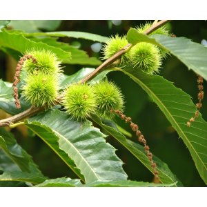 Gaštan jedlý (Castanea Sativa) ´MAGICAL BOWL´ - výška 180-240 cm, obvod kmeňa: 6/8 cm, kont. C15L
